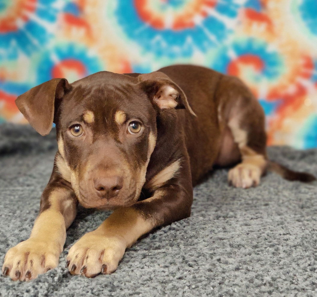 adoptable Dog in Talladega, AL named Latte 25/378