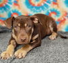 adoptable Dog in  named Latte 25/378
