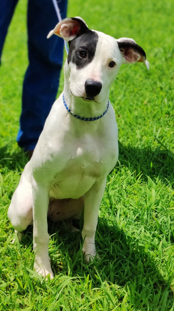adoptable Dog in Talladega, AL named Panda 25/393