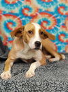 adoptable Dog in talladega, AL named Ruby Roo 25/394