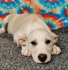 adoptable Dog in talladega, AL named Lenny 25/408