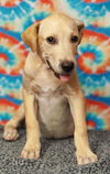 adoptable Dog in talladega, AL named Louie 25/409