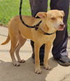 adoptable Dog in talladega, AL named Tansy 25/422