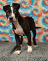 adoptable Dog in talladega, AL named Bogey 25/423
