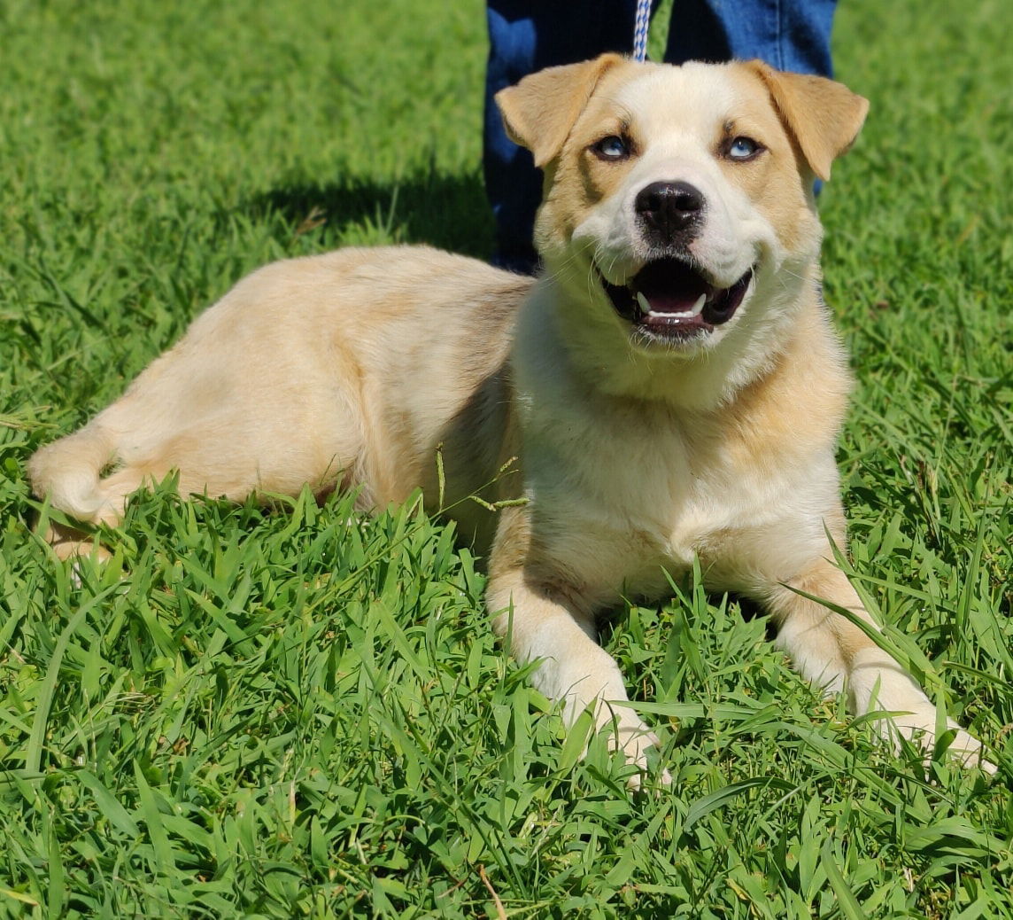 adoptable Dog in Talladega, AL named 25/440 Osha