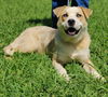 adoptable Dog in talladega, AL named 25/440 Osha