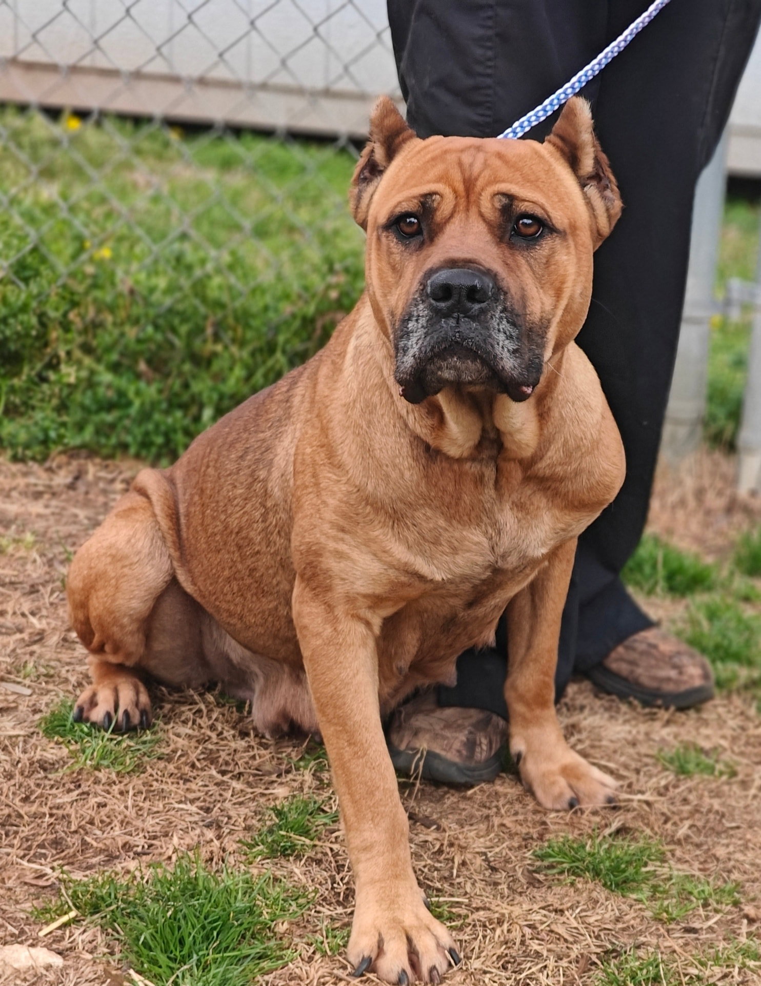 Mastiff