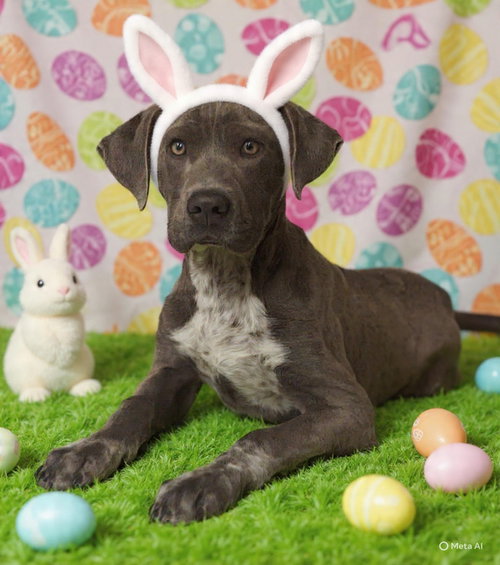 Antonio 26/137, an adoptable Pit Bull Terrier in Talladega, AL