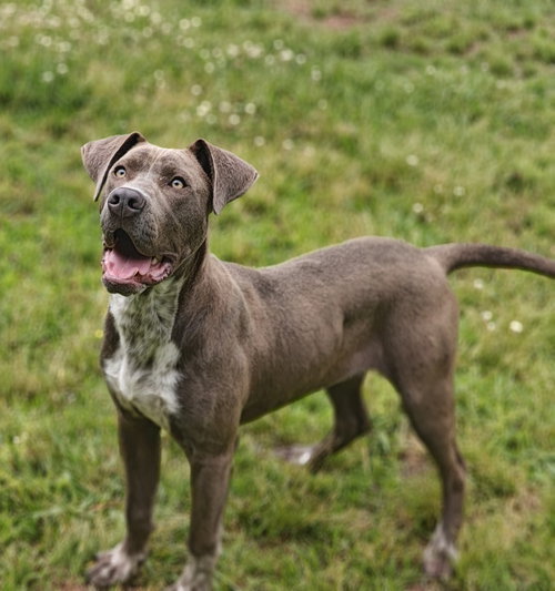 Antonio 26/137, an adoptable Pit Bull Terrier in Talladega, AL