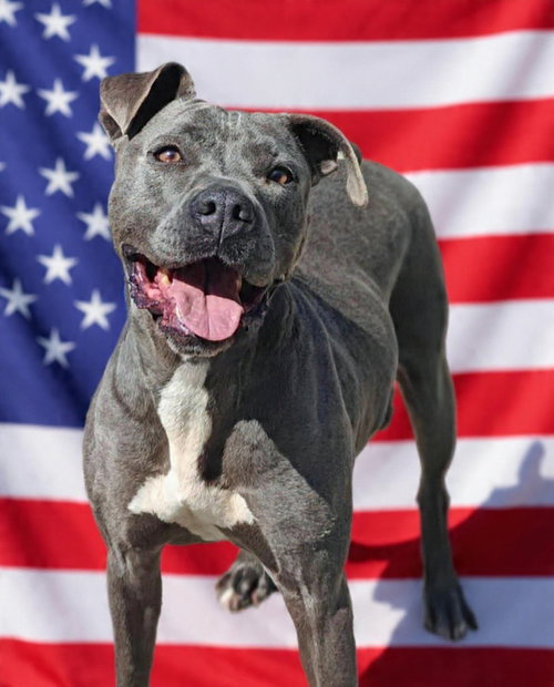 Kyra 26/168, an adoptable Pit Bull Terrier in Talladega, AL