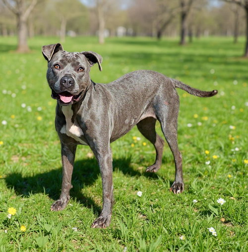 Kyra 26/168, an adoptable Pit Bull Terrier in Talladega, AL