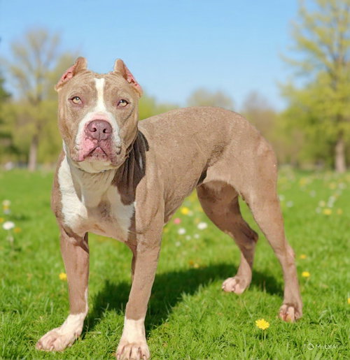 Kimmy 26/211, an adoptable Pit Bull Terrier in Talladega, AL