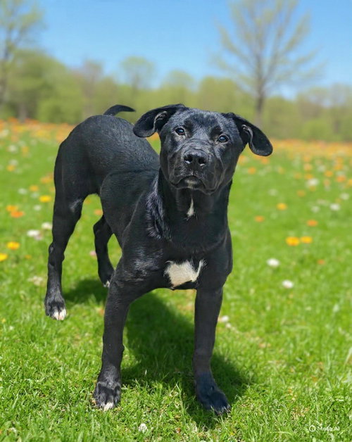 Frito 26/252, an adoptable Labrador Retriever in Talladega, AL