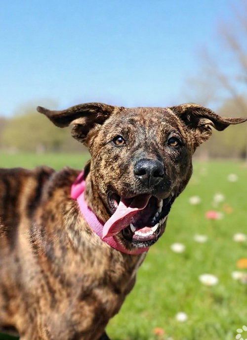 Diamond 26/265, an adoptable Mountain Cur in Talladega, AL