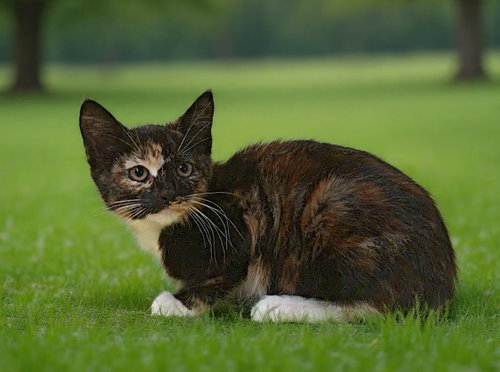 Chanel 26/420, an adoptable Domestic Short Hair in Talladega, AL