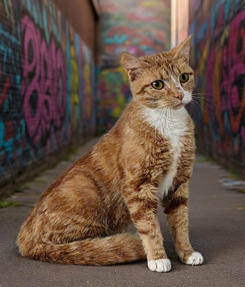 Petra 26/424, an adoptable Domestic Short Hair in Talladega, AL