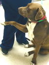 Big Bruno Pup