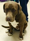 Big Bruno Pup