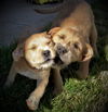 Bonded Border Terrier Pups