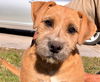 Bonded Border Terrier Pups