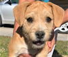 Bonded Border Terrier Pups