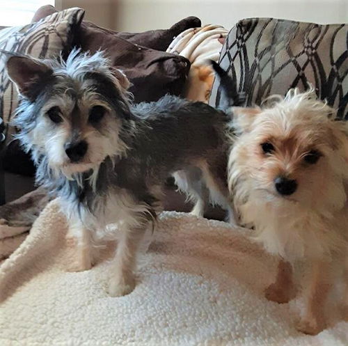 Bonded Girl Terriers