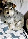 Bonded Girl Terriers