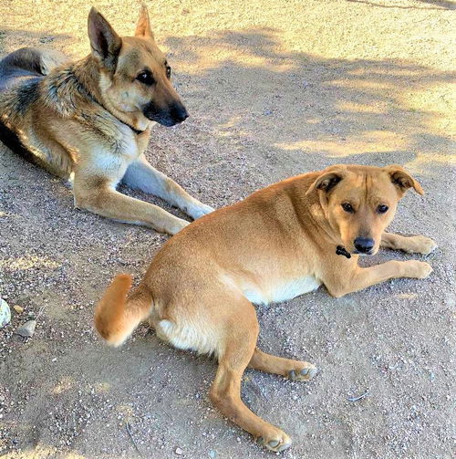Bonded Pair-SHEPHERD