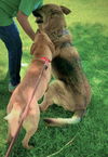 Bonded Pair-SHEPHERD