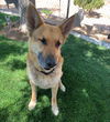 Bonded Pair-SHEPHERD
