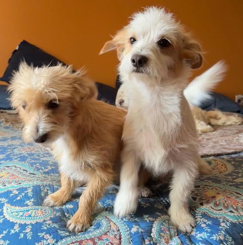 BONDED SMALL TERRIERS