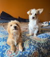 BONDED SMALL TERRIERS