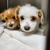 BONDED SMALL TERRIERS