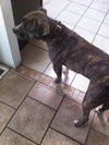 Bruce