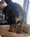 Bruno