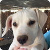Dolly