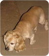 Duke