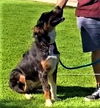 Duke