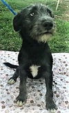Rockett