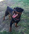Rocky