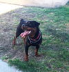 Rocky