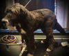 Walter