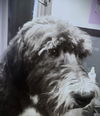 Walter