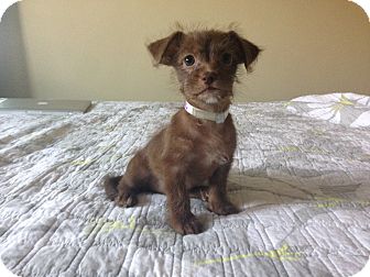 Cinnamon