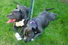Bonded Pair King/Tila