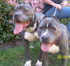 Bonded Pair King/Tila