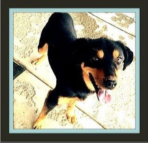 Romeo