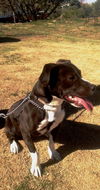 Shilo