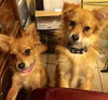 Two Pom Pups