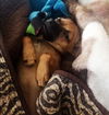 Ziggy